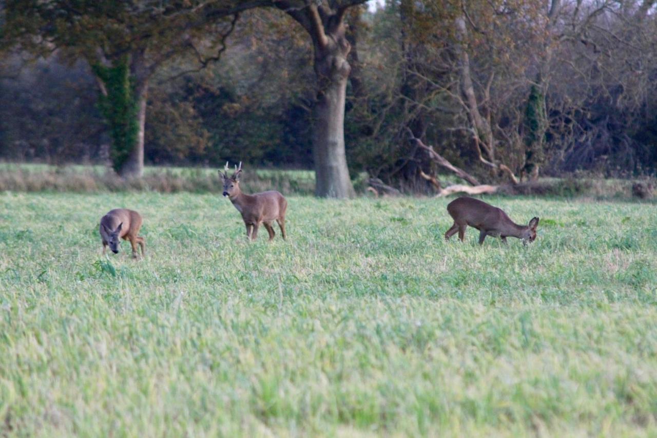 Hunston Mill Self Catering Dog Stay For Free Chichester Zewnętrze zdjęcie